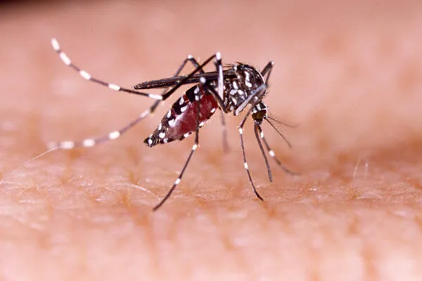 A dengue é considerada uma doença febril, semelhante à gripe,